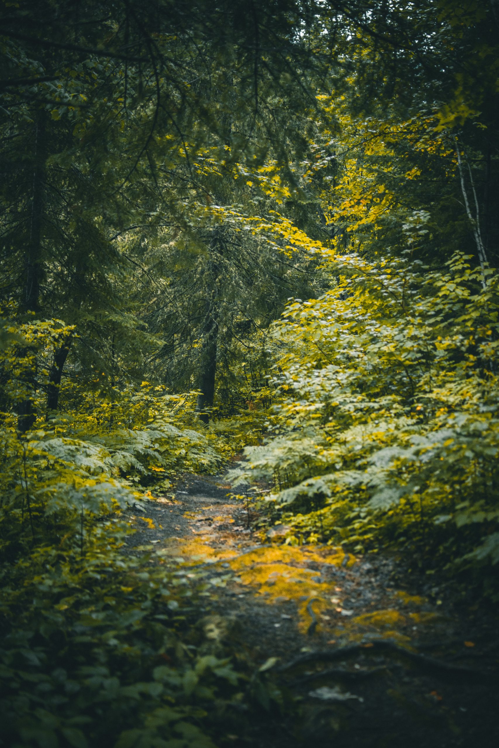 Nettoyage de la forêt