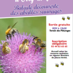 A la rencontre des abeilles