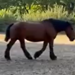 Des chevaux de trait orrygeois sur la Route du Poisson