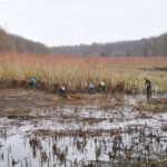 Etangs de Commelles : chantier participatif coupe de saules