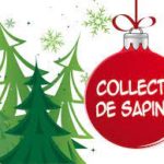 Collecte des sapins