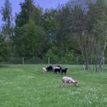 Les moutons sont de retour au parc des Pâturages