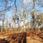 Message du collectif "Ensemble, sauvons la forêt de Chantilly"