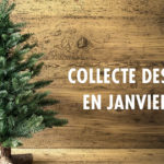 Collecte des sapins