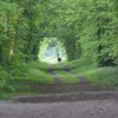 Perspectives de la forêt de Chantilly
