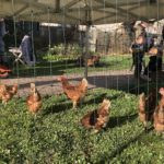 Retour sur l'inauguration de la fleur de lys et l'adoption de poules