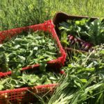 Inauguration Les Légumes du Plat d'eau