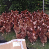 200 poules ont été offertes aux Orrygeois !