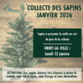 Collecte des sapins