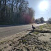 De nouvelles silhouettes d’animaux ont été installées.