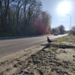 De nouvelles silhouettes d'animaux ont été installées.