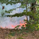 Feu de forêt en cours